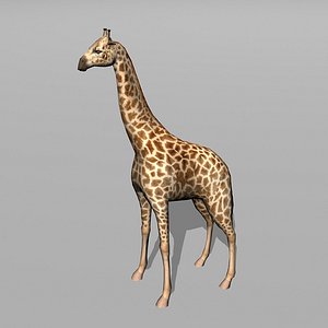 giraffe