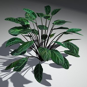 Vollster_Models_Plant_Calathea_Zebrina_MAX2010