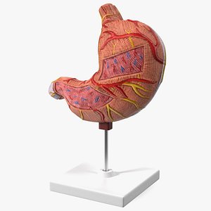 Stomach Medical Model