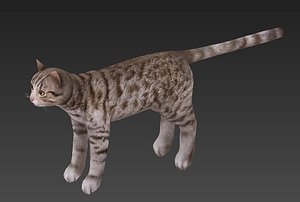 3D cat
