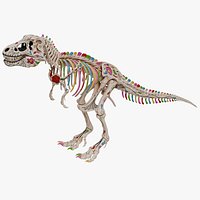 Tyrannosaurus Rex Skeleton 01 c
