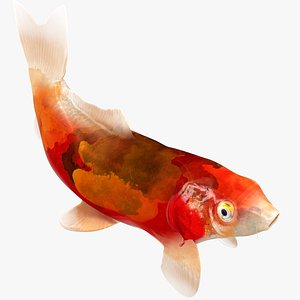 3D model Japanese Carp Fish Rigged L1726