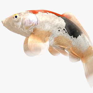 Japanese Carp Fish Rigged L1856