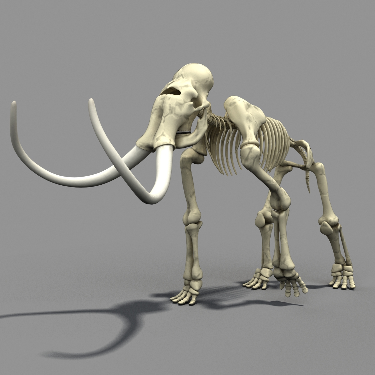 mammoth skeleton bone max