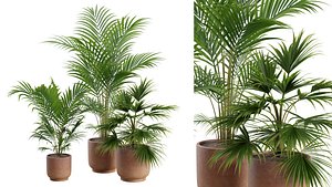 3D Indoor Plants Pack 34 model
