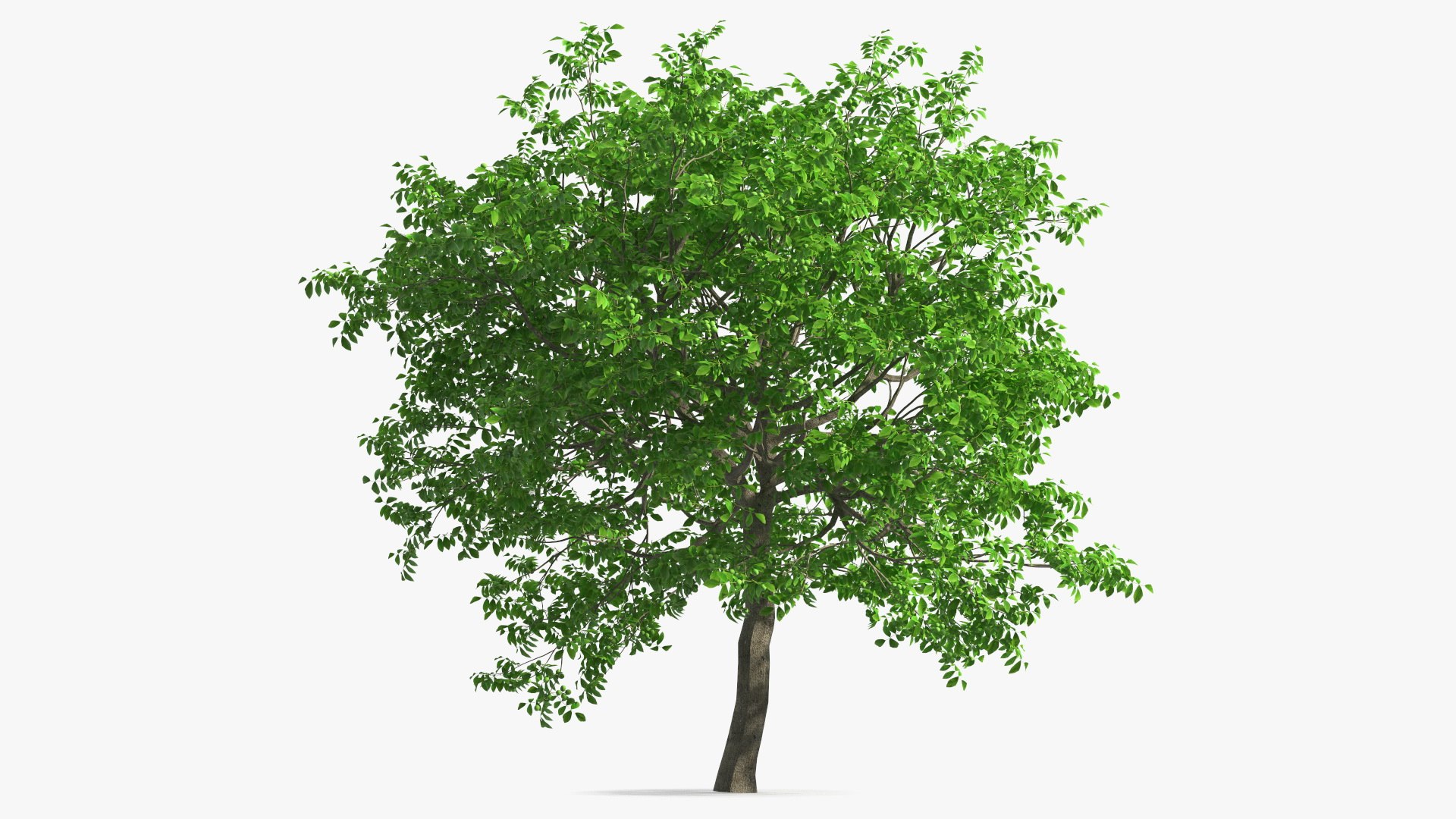 Walnut Tree with Green Nuts 3D model preview