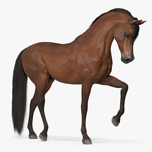 Arabian Horse Brown Fur Rigged model