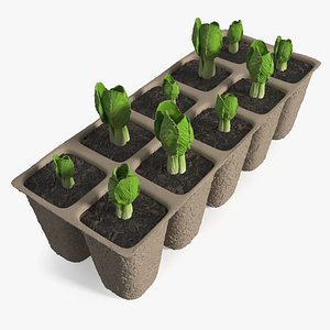 Bok Choy Seedling Tray in Biodegradable Cells