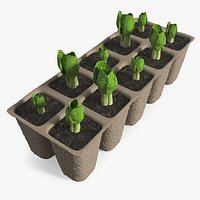 Bok Choy Seedling Tray in Biodegradable Cells