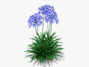 Agapanthus Monmid Flower (326)