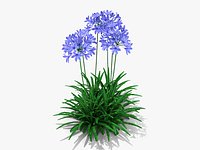 Agapanthus Monmid Flower (326)