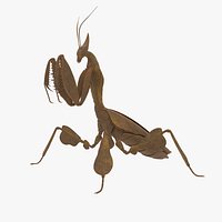 Praying Mantis Brown