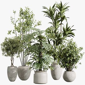 3D AV Indoor Plants Set 443 Europaea Olive Eucalyptus and Elegant Monstera and Chemlali Olive Tree