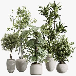 AV Indoor Plants Set 443 Europaea Olive Eucalyptus and Elegant Monstera and Chemlali Olive Tree