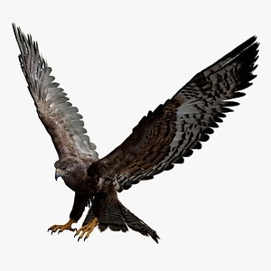 Hawk Fur Rigged 3D 3D model