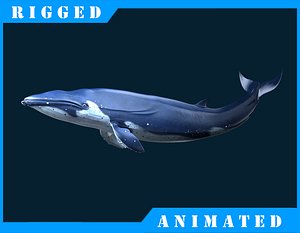Blue_Whale_Rigged