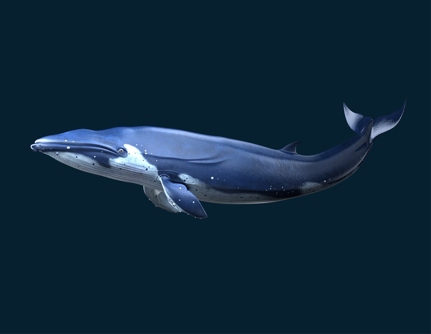 Blue Rigged 3d Fbx