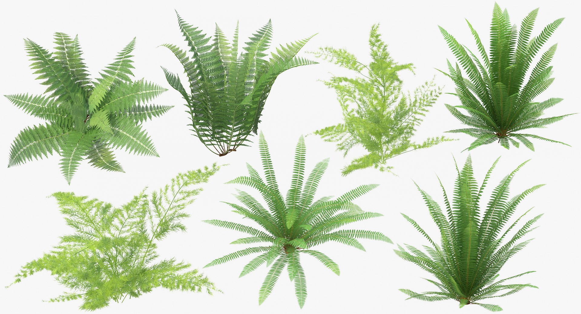 3D botanical - 205 products model https://p.turbosquid.com/ts-thumb/x6/MjCF6E/0DGvRHZD/botanical_collection_group_thumbnail_08_21/jpg/1564568129/1920x1080/fit_q87/959313a0515d9fd801e400398ce142a1c27f2094/botanical_collection_group_thumbnail_08_21.jpg