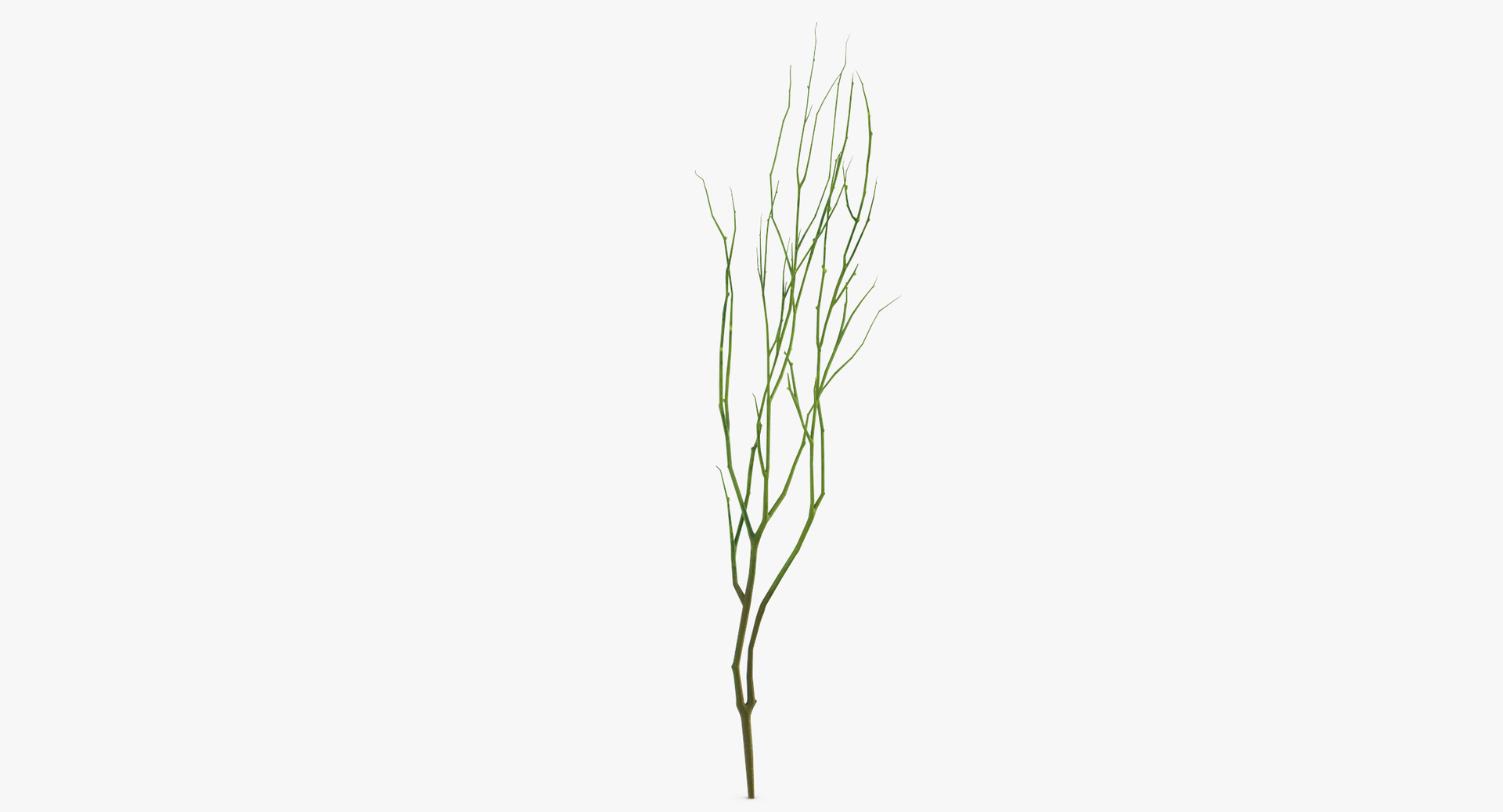 3D botanical - 205 products model https://p.turbosquid.com/ts-thumb/x6/MjCF6E/11bR5U30/0000/jpg/1564665037/1920x1080/turn_fit_q99/5c94347666dfaf2afdbd9aabab566bd26655eb3d/0000-1.jpg