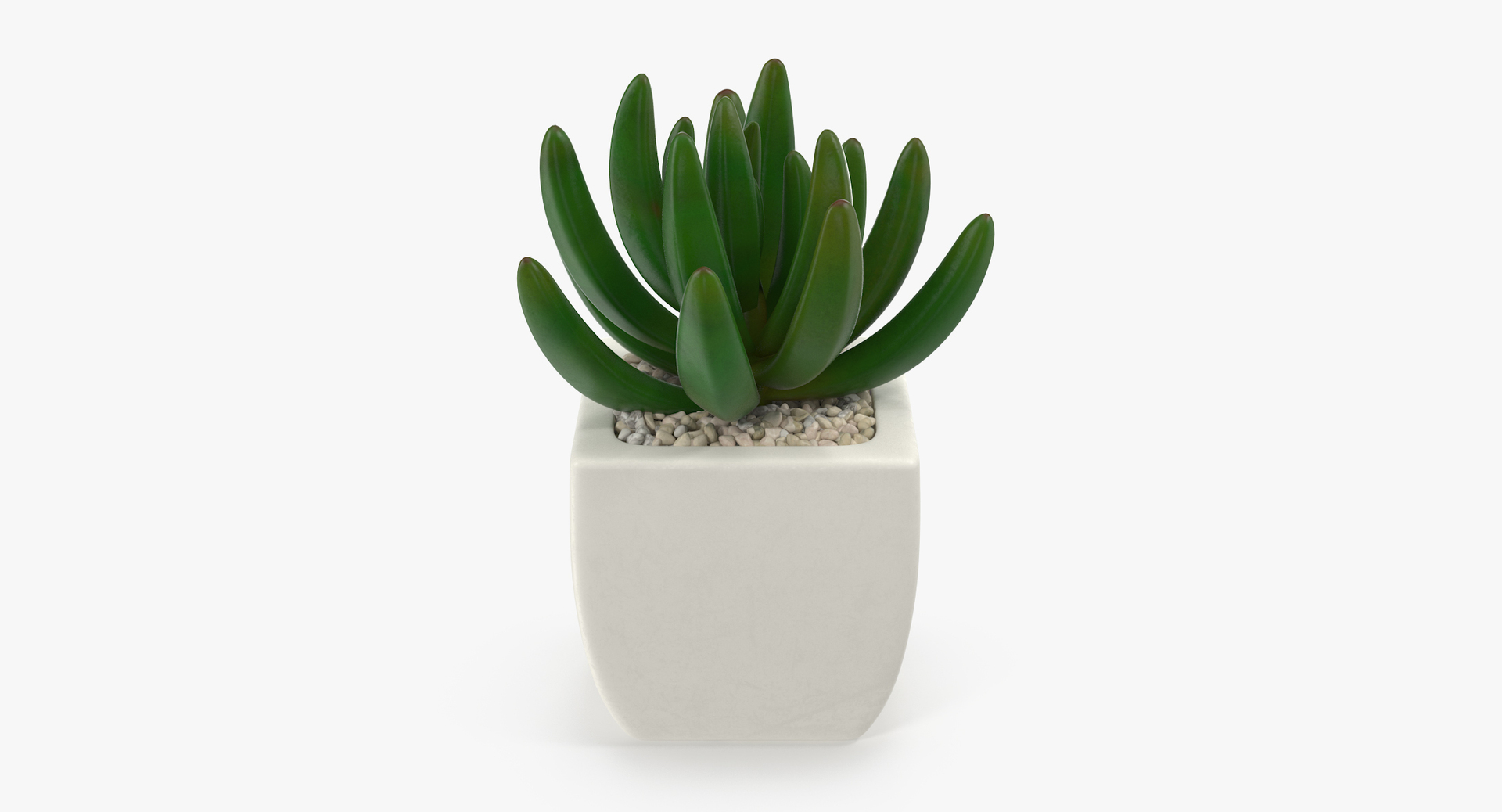 3D botanical - 205 products model https://p.turbosquid.com/ts-thumb/x6/MjCF6E/33VCmsjz/00/jpg/1564576094/1920x1080/turn_fit_q99/bb84a893f2b3dda42d76c4850f02427f458305c5/00-1.jpg