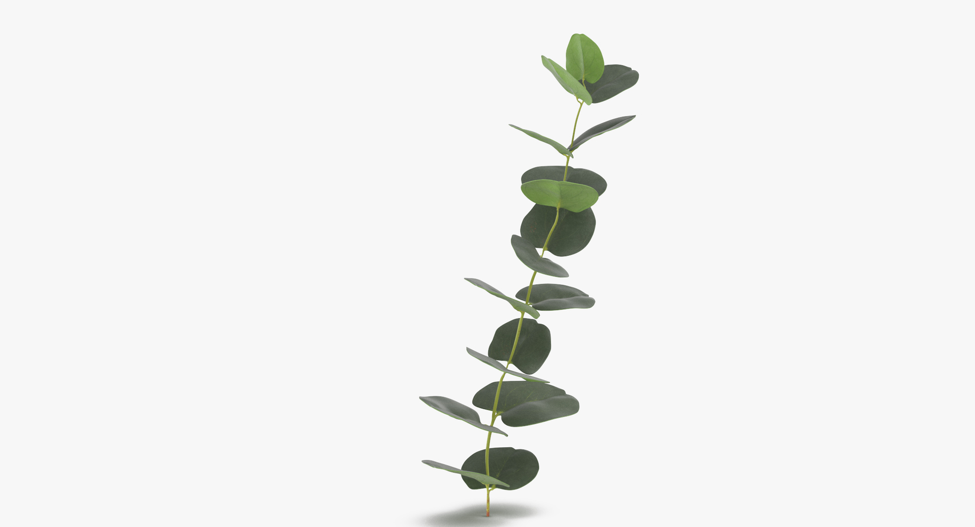 3D botanical - 205 products model https://p.turbosquid.com/ts-thumb/x6/MjCF6E/4gWUrxPG/0000/jpg/1564662515/1920x1080/turn_fit_q99/311492712e2f30e55ff37b7e062776e0f0dddc2c/0000-1.jpg
