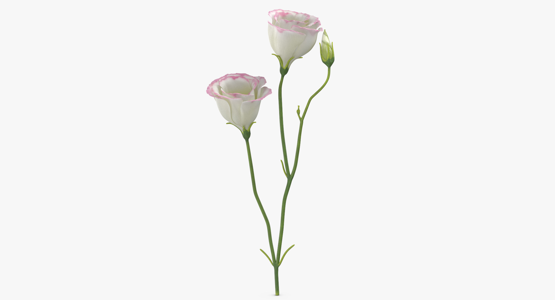 3D botanical - 205 products model https://p.turbosquid.com/ts-thumb/x6/MjCF6E/50qkGdcz/0000/jpg/1564581513/1920x1080/turn_fit_q99/cab7d3f092caf5a5efe01c835b1f9fbffcfc1342/0000-1.jpg