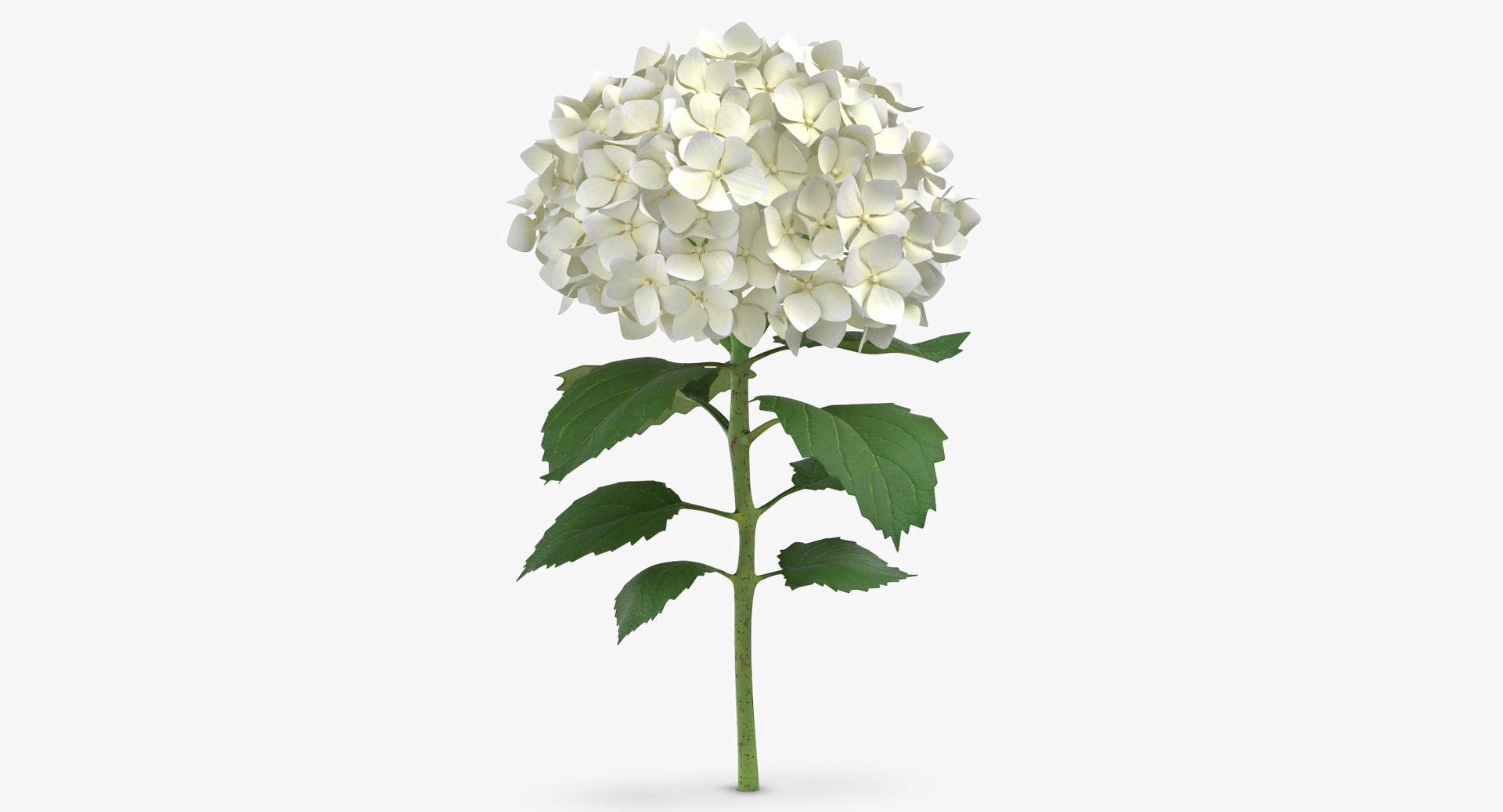 3D botanical - 205 products model https://p.turbosquid.com/ts-thumb/x6/MjCF6E/64X5K4D8/0000/jpg/1564583511/1920x1080/turn_fit_q99/40fc50cb8be4e04b597ef22ff6a57b4fe4a6a6f7/0000-1.jpg