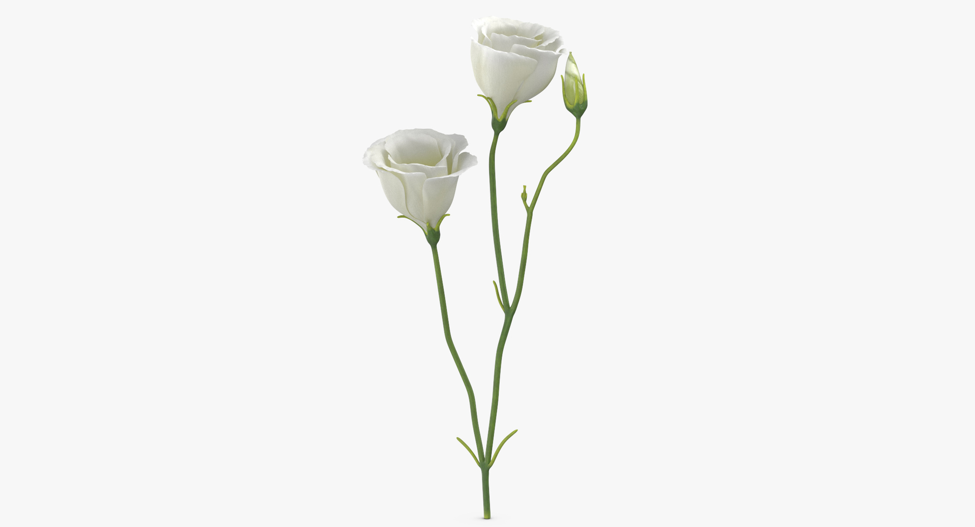 3D botanical - 205 products model https://p.turbosquid.com/ts-thumb/x6/MjCF6E/73vMQzb1/0000/jpg/1564581497/1920x1080/turn_fit_q99/3b984604c706eb6b9ff1dff55a73f2e06cecee1c/0000-1.jpg
