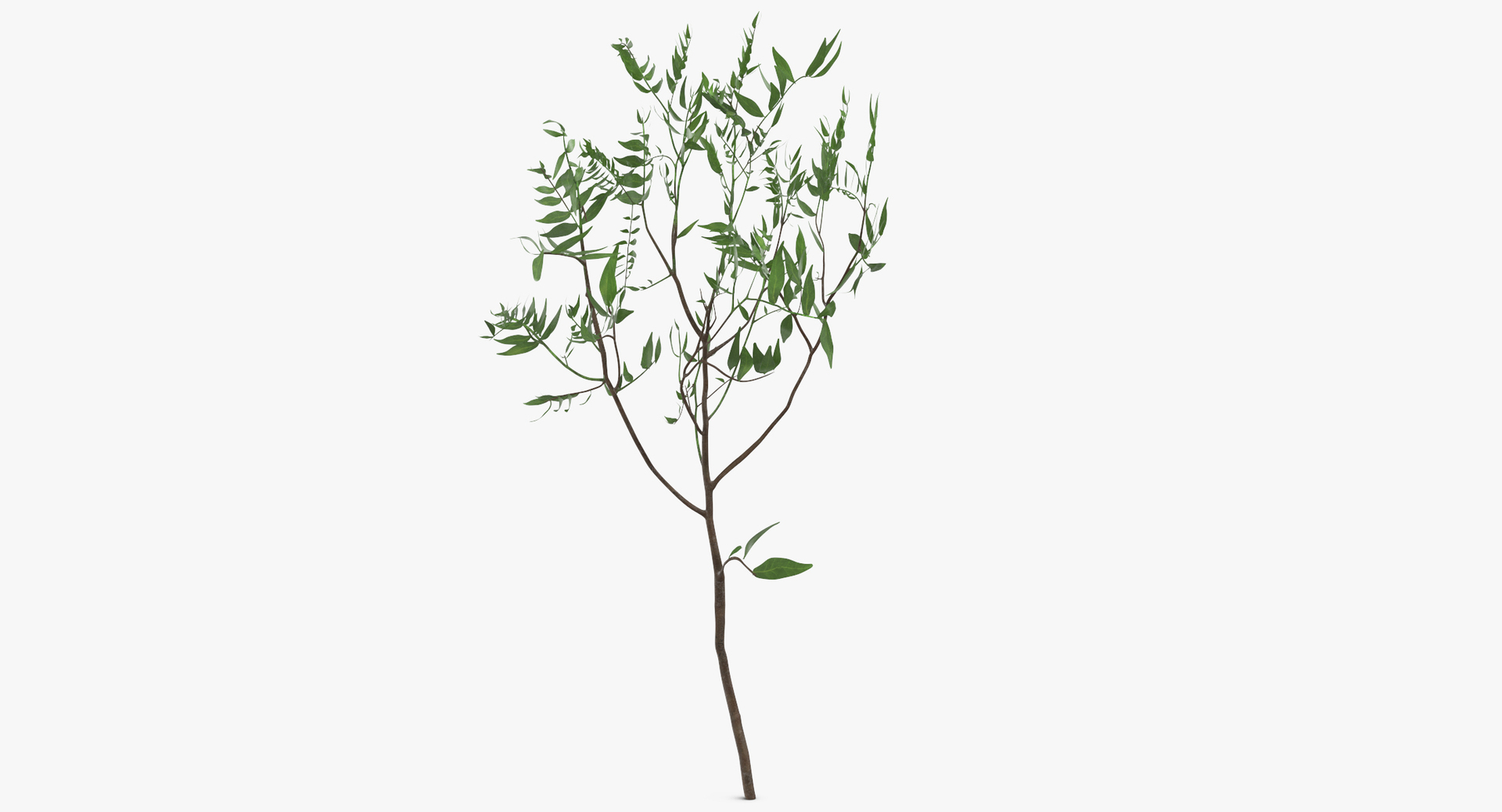 3D botanical - 205 products model https://p.turbosquid.com/ts-thumb/x6/MjCF6E/7nc1lhtr/0000/jpg/1564665009/1920x1080/turn_fit_q99/26b22342a3168594dbf5d60c67feac97a1c4b562/0000-1.jpg