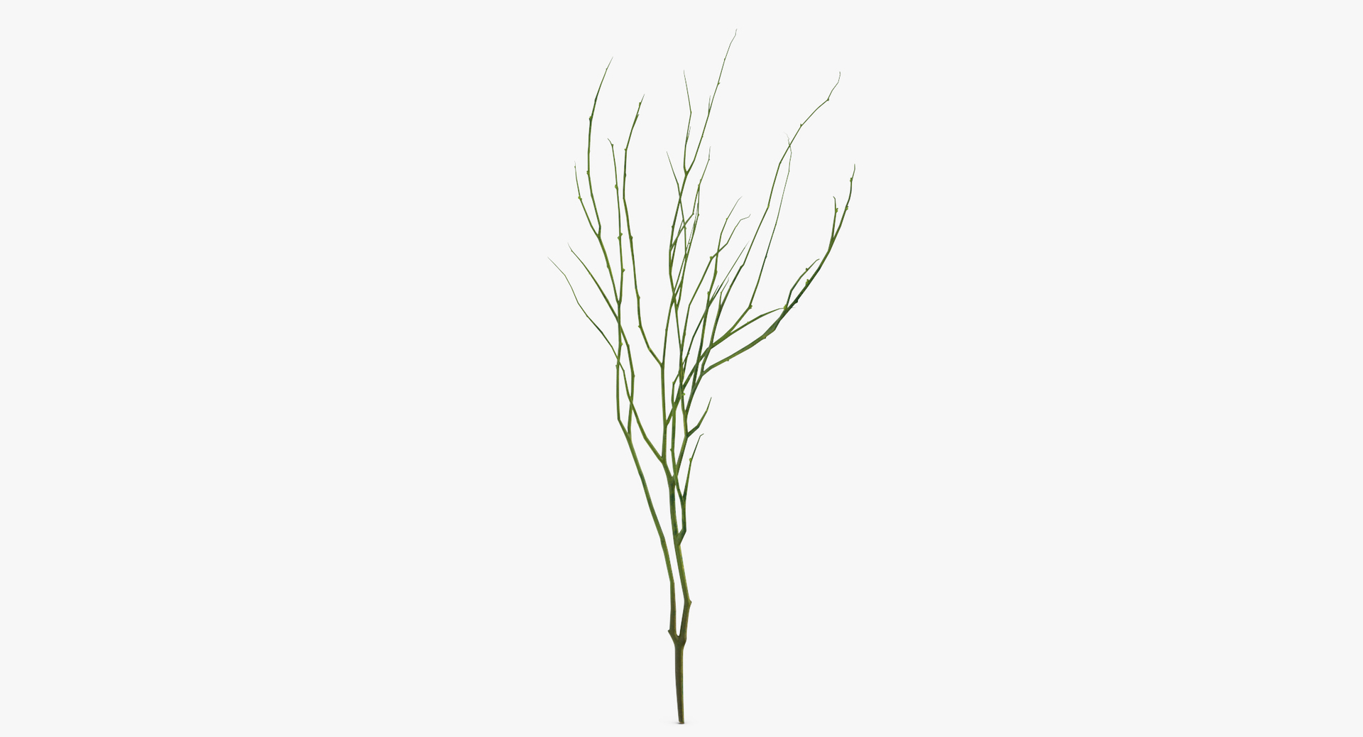 3D botanical - 205 products model https://p.turbosquid.com/ts-thumb/x6/MjCF6E/CE4VBl90/0000/jpg/1564665075/1920x1080/turn_fit_q99/8c8cd4f66aad9d31e283b1d15922d9fb342c7367/0000-1.jpg