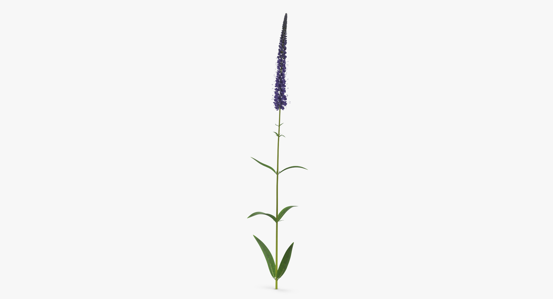 3D botanical - 205 products model https://p.turbosquid.com/ts-thumb/x6/MjCF6E/DMGyI3vi/0000/jpg/1564584422/1920x1080/turn_fit_q99/08b96afd053ca519a576ca4ea5a47f813a2ccdfa/0000-1.jpg