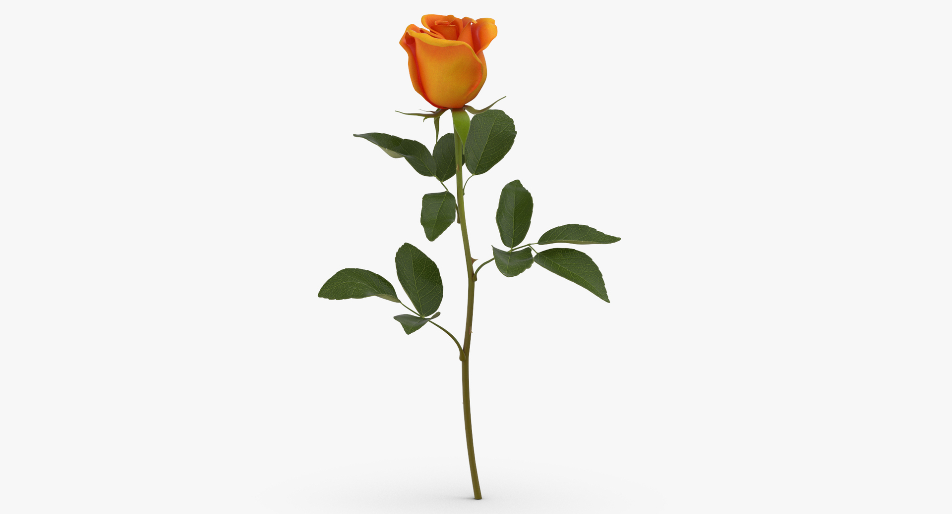 3D botanical - 205 products model https://p.turbosquid.com/ts-thumb/x6/MjCF6E/JhDSlg5w/0000/jpg/1564581592/1920x1080/turn_fit_q99/94f17a0d1d5ac1b6eaf374a66e391709824efec9/0000-1.jpg