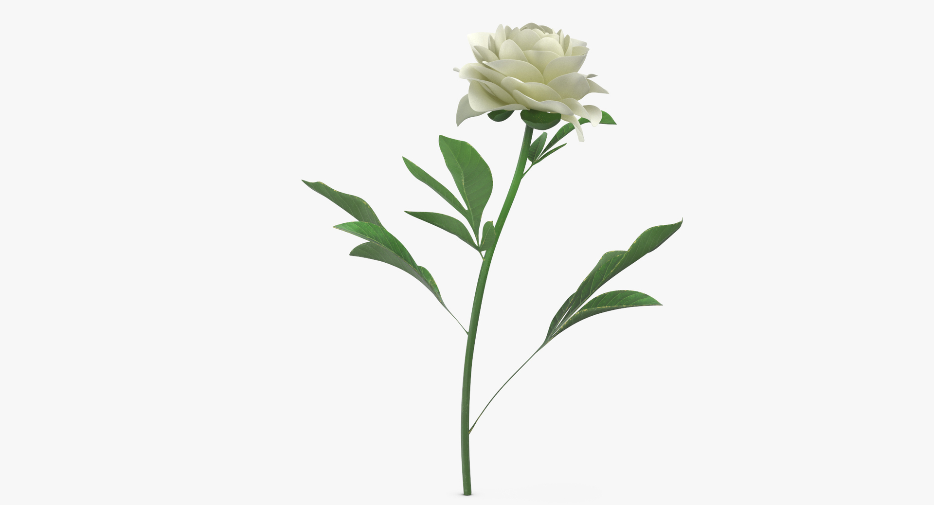 3D botanical - 205 products model https://p.turbosquid.com/ts-thumb/x6/MjCF6E/LiBSvwT4/0000/jpg/1564580906/1920x1080/turn_fit_q99/8f1e5a8e0d3538486649f14112e2c3e2610909b7/0000-1.jpg