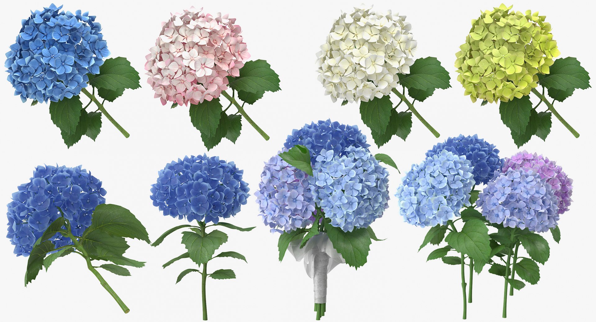 3D botanical - 205 products model https://p.turbosquid.com/ts-thumb/x6/MjCF6E/PCeYbATG/botanical_collection_group_thumbnail_08_10/jpg/1564568129/1920x1080/fit_q87/a85443022b6c101695789fffb85e22f300131850/botanical_collection_group_thumbnail_08_10.jpg