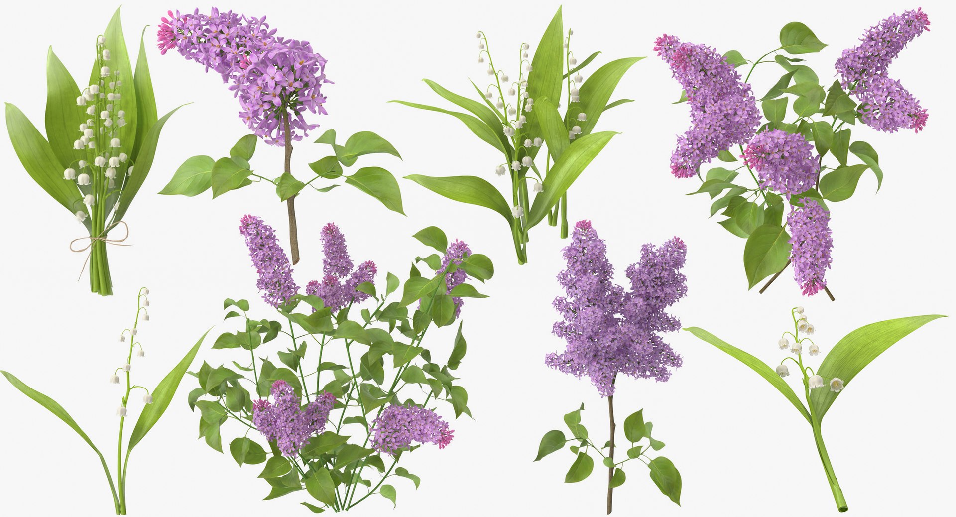 3D botanical - 205 products model https://p.turbosquid.com/ts-thumb/x6/MjCF6E/QL0obDQm/botanical_collection_group_thumbnail_08_16/jpg/1564568129/1920x1080/fit_q87/5af0d68ac0845a18707281146b61674172d5e447/botanical_collection_group_thumbnail_08_16.jpg