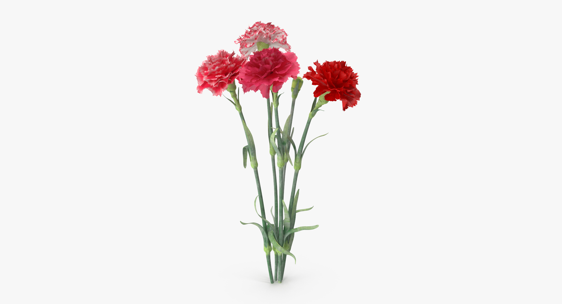 3D botanical - 205 products model https://p.turbosquid.com/ts-thumb/x6/MjCF6E/SfLYNoPd/0000/jpg/1564580238/1920x1080/turn_fit_q99/aa294dfca68cec1f67c5e2b2cb0d429d5150af63/0000-1.jpg