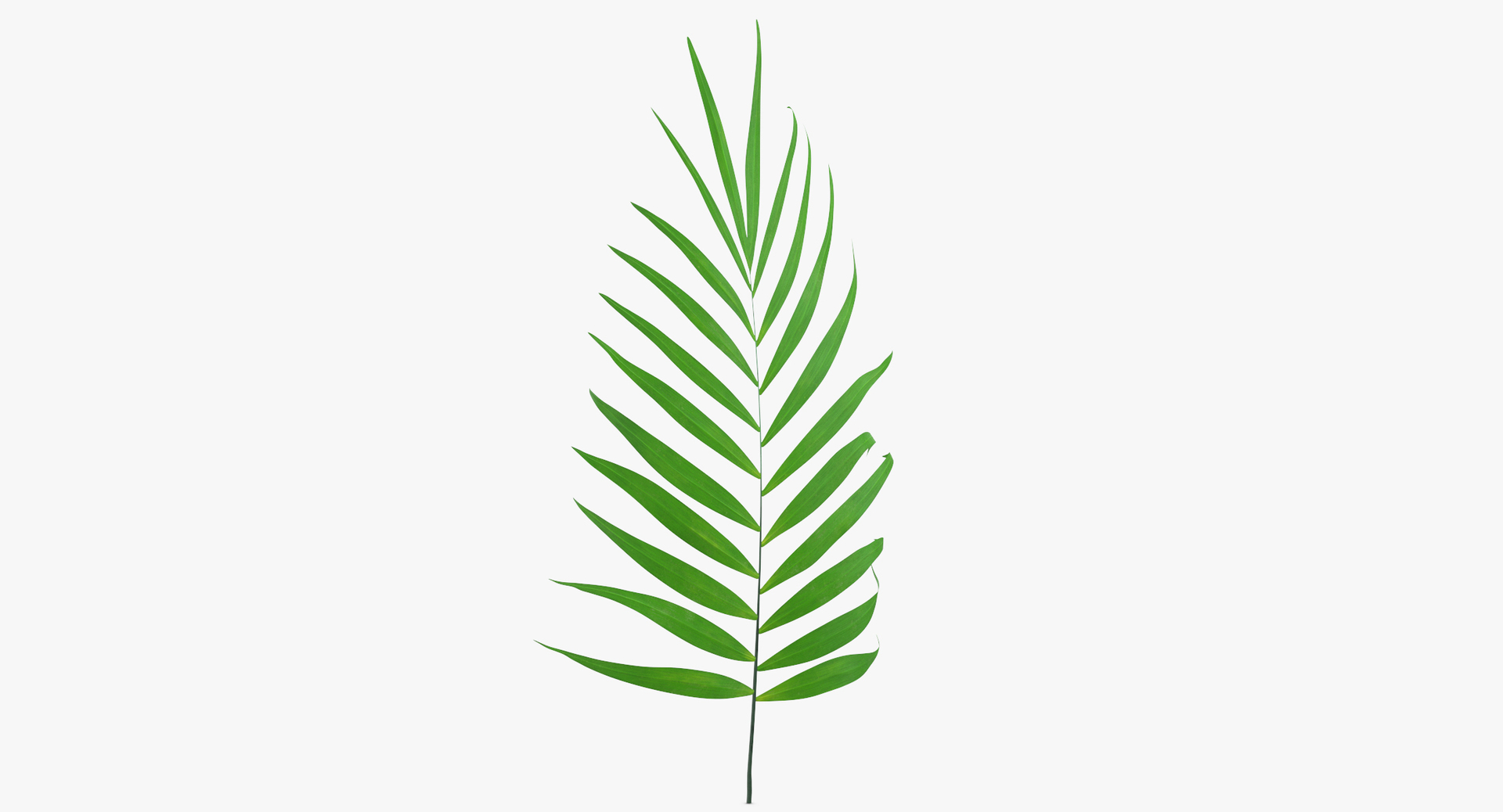 3D botanical - 205 products model https://p.turbosquid.com/ts-thumb/x6/MjCF6E/TkDmLOZD/0000/jpg/1564665254/1920x1080/turn_fit_q99/5f6db86dddedf36a2210aa633650fd32a72d2336/0000-1.jpg