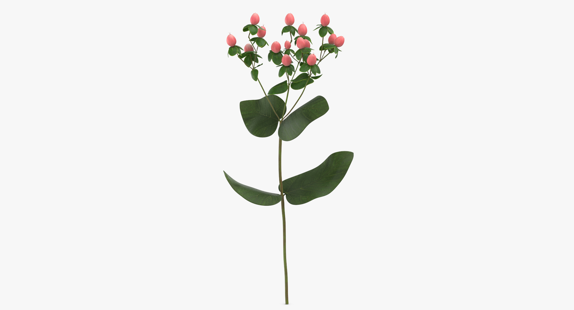 3D botanical - 205 products model https://p.turbosquid.com/ts-thumb/x6/MjCF6E/UR9Pv8x4/0000/jpg/1564662493/1920x1080/turn_fit_q99/fd4e5d6f657322afecd5322bf7b8aaadf016522f/0000-1.jpg