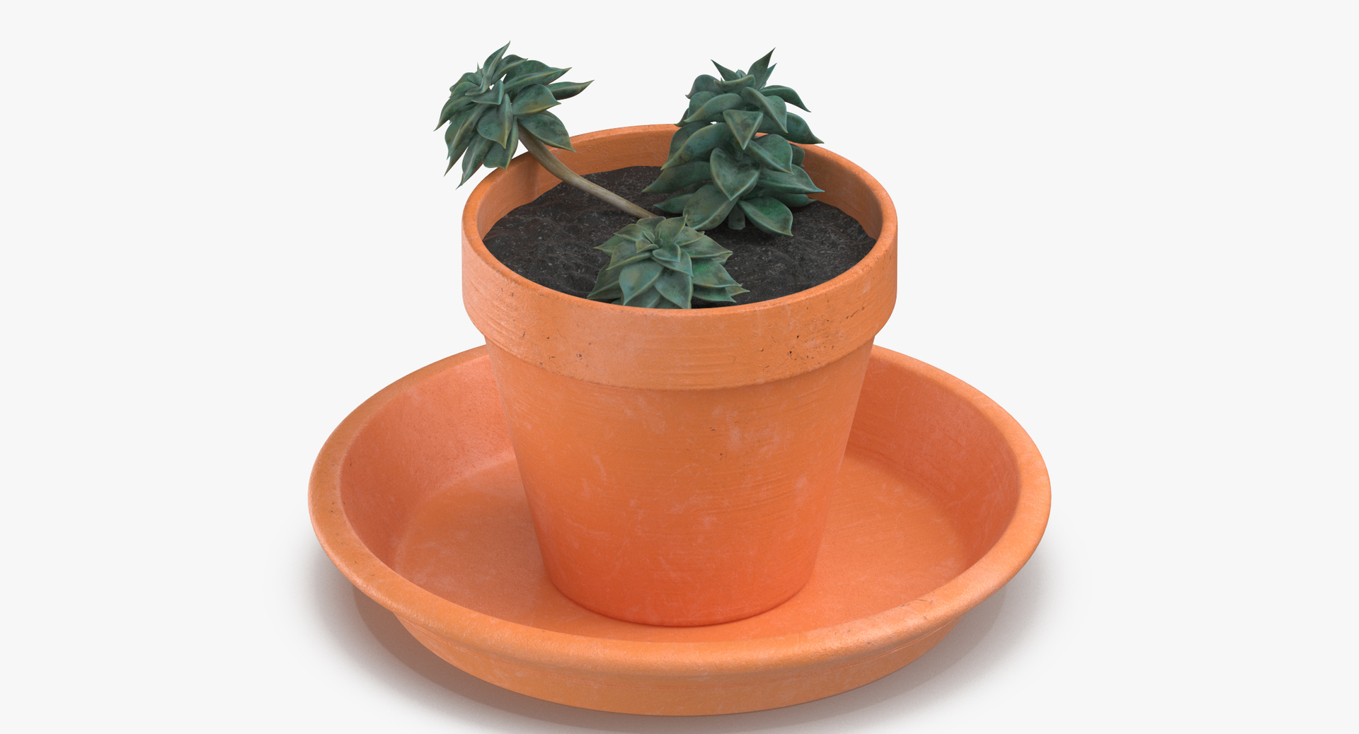 3D botanical - 205 products model https://p.turbosquid.com/ts-thumb/x6/MjCF6E/XP4qxLXA/0000/jpg/1564577892/1920x1080/turn_fit_q99/77acfd4b808bfa87962adbe61fa419bfae0ffab8/0000-1.jpg