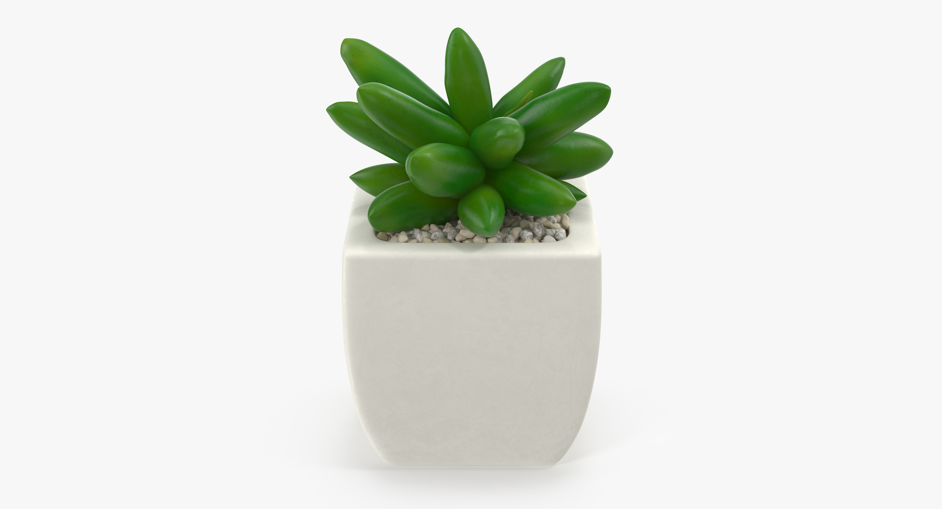 3D botanical - 205 products model https://p.turbosquid.com/ts-thumb/x6/MjCF6E/ZD9XKcwj/00/jpg/1564576147/1920x1080/turn_fit_q99/31992c26daa6f552d2d32b67c7a68fe481db729a/00-1.jpg