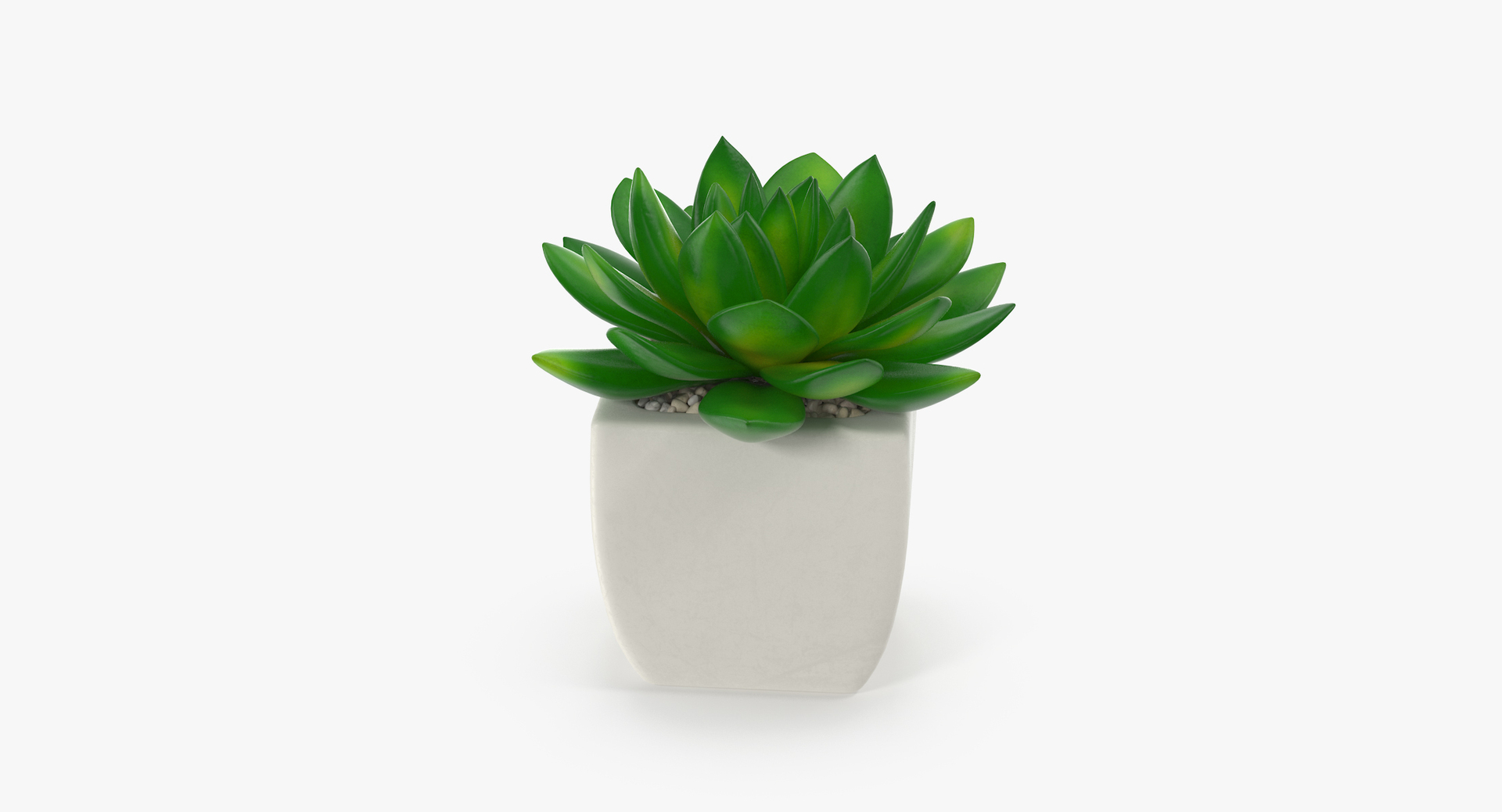 3D botanical - 205 products model https://p.turbosquid.com/ts-thumb/x6/MjCF6E/bWi58bNO/00/jpg/1564576200/1920x1080/turn_fit_q99/11f011540580404c14c45402779f265062321c2b/00-1.jpg