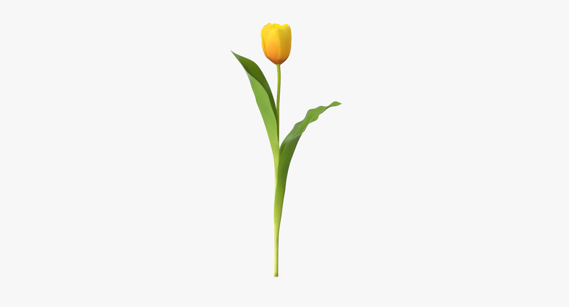 3D botanical - 205 products model https://p.turbosquid.com/ts-thumb/x6/MjCF6E/bfnCizi9/0000/jpg/1564581924/1920x1080/turn_fit_q99/0f101424e9a4af2b8ece2b38482916b7bf237fa4/0000-1.jpg