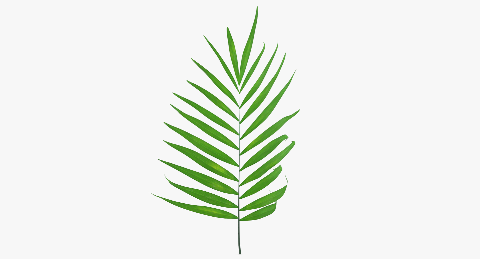 3D botanical - 205 products model https://p.turbosquid.com/ts-thumb/x6/MjCF6E/cNmp57tP/0000/jpg/1564665184/1920x1080/turn_fit_q99/8d7b5b4fc87b9a6f6b6af60a818dc10cc9a31c6c/0000-1.jpg