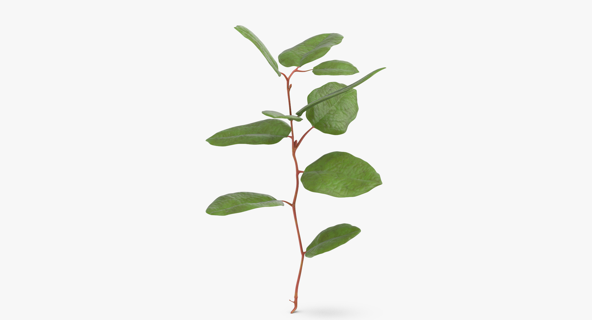 3D botanical - 205 products model https://p.turbosquid.com/ts-thumb/x6/MjCF6E/ifIQ4tBw/0000/jpg/1564665109/1920x1080/turn_fit_q99/a6874ba32d5441606eb0579aef323d3a4ff99b48/0000-1.jpg