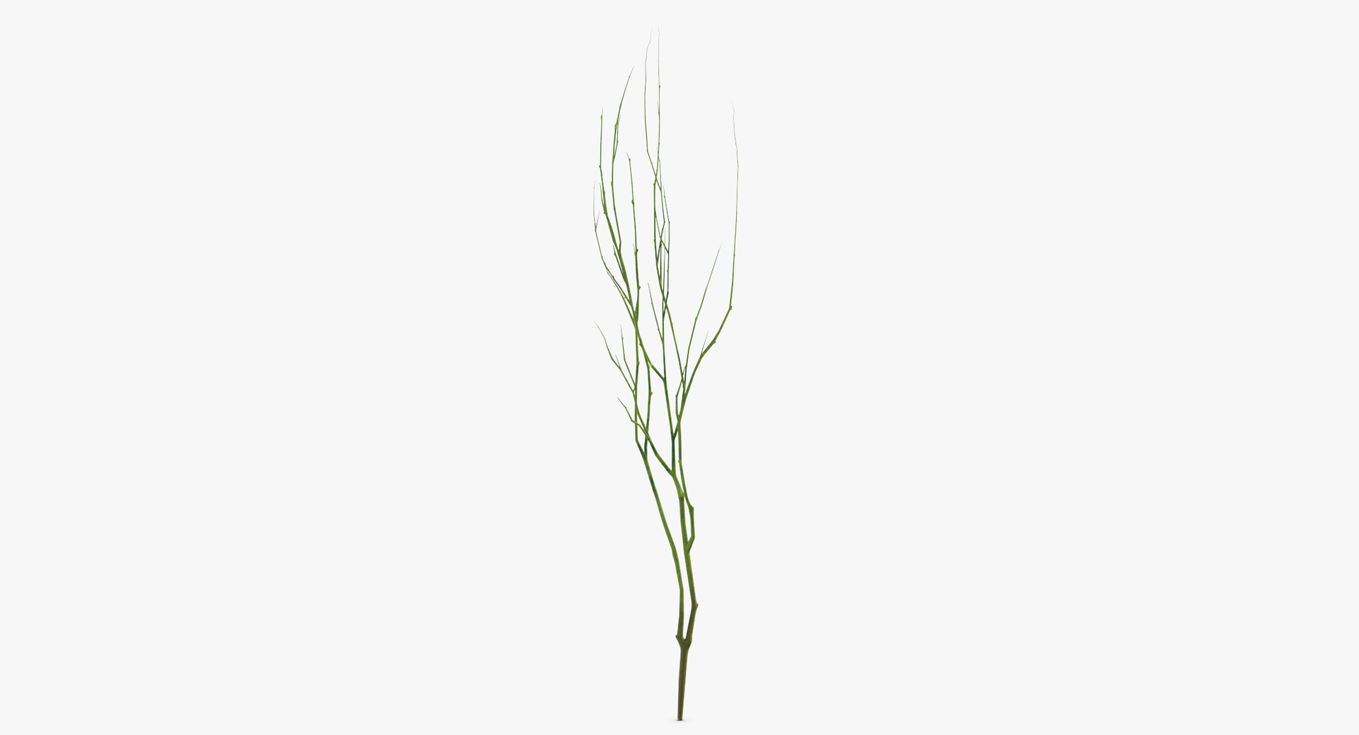 3D botanical - 205 products model https://p.turbosquid.com/ts-thumb/x6/MjCF6E/l4vpdBQA/0000/jpg/1564665058/1920x1080/turn_fit_q99/e2c31a9d8aae46106b3d937fdc5d918d5d26c974/0000-1.jpg