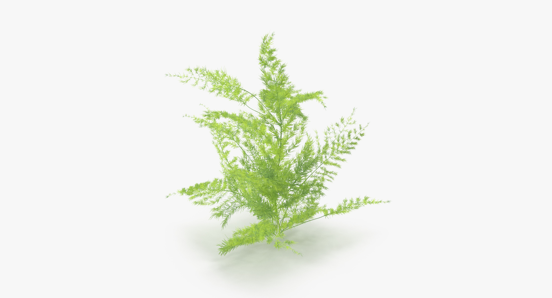 3D botanical - 205 products model https://p.turbosquid.com/ts-thumb/x6/MjCF6E/mgz9isrY/0000/jpg/1564664011/1920x1080/turn_fit_q99/b554679f7d122d0ac872030c43375fdc03b398c5/0000-1.jpg
