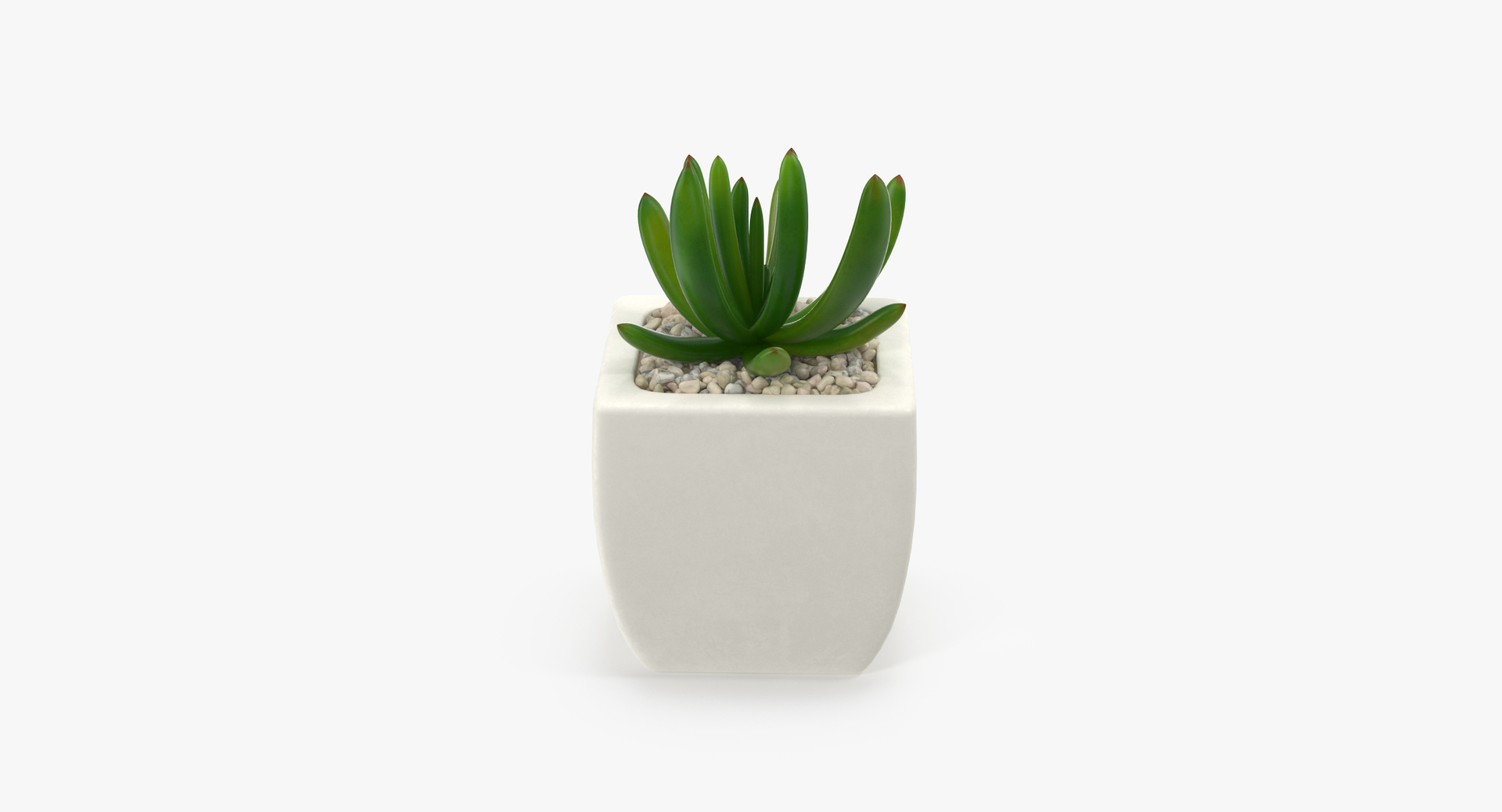 3D botanical - 205 products model https://p.turbosquid.com/ts-thumb/x6/MjCF6E/phnctXp8/00/jpg/1564576299/1920x1080/turn_fit_q99/fa5abcc6a52bbcd3737b49a113a182bc708dcd1f/00-1.jpg