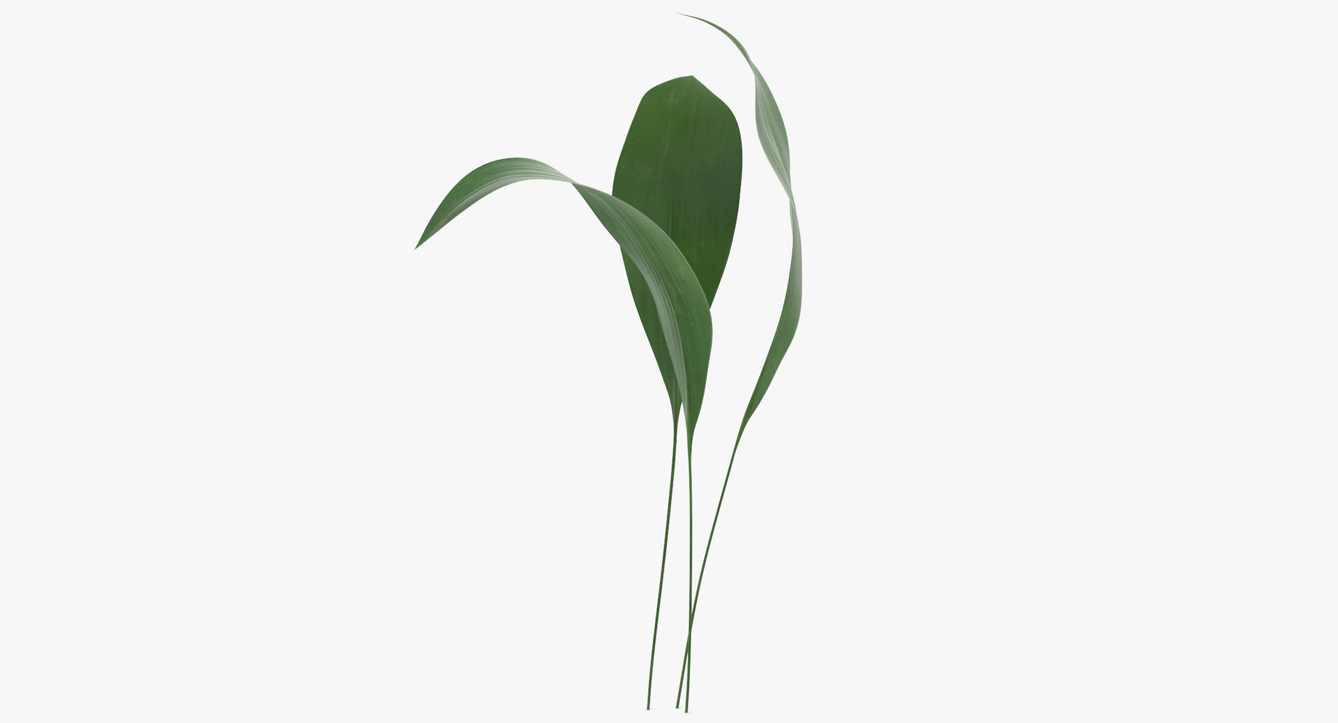 3D botanical - 205 products model https://p.turbosquid.com/ts-thumb/x6/MjCF6E/qAVGPMzl/0000/jpg/1564662557/1920x1080/turn_fit_q99/46a66d057068ff794dca7419cc08376aeffa5552/0000-1.jpg