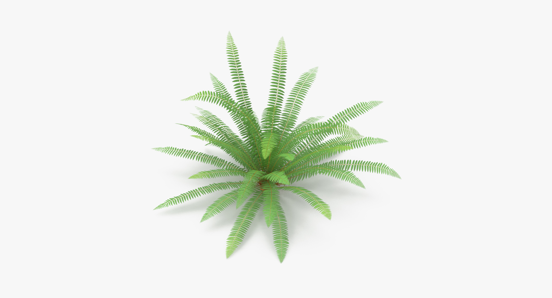 3D botanical - 205 products model https://p.turbosquid.com/ts-thumb/x6/MjCF6E/qyS1GL5D/0000/jpg/1564663821/1920x1080/turn_fit_q99/0aa49082b45e5bed069944631c23f44c85b6e695/0000-1.jpg