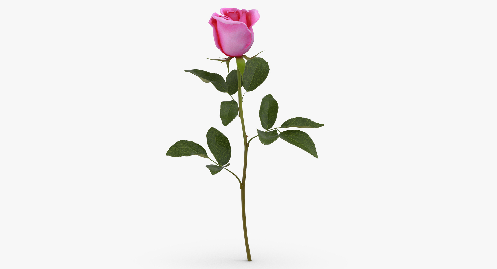 3D botanical - 205 products model https://p.turbosquid.com/ts-thumb/x6/MjCF6E/rvFpRakt/0000/jpg/1564581614/1920x1080/turn_fit_q99/04552f4f2d8a64b54ec73e1dd0a321b700a9ab46/0000-1.jpg